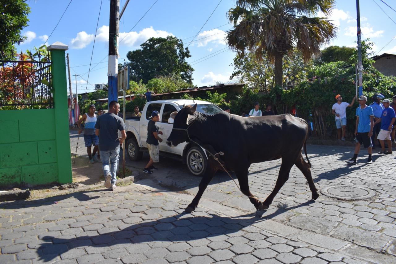 TOROS1